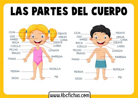 partes del cuerpo para niños